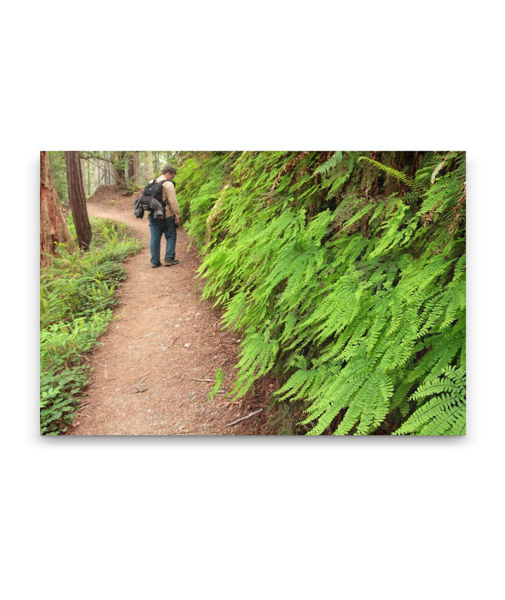 Northern Maidenhair fern, James Irvine Trail, Prairie Creek Redwoods, California