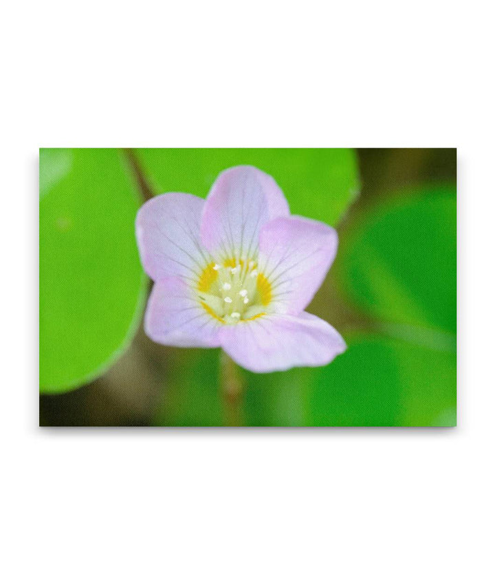 Redwood Sorrel, Humboldt Redwoods State Park, California, USA