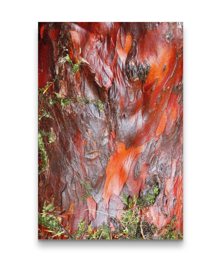 Pacific Yew, Lookout Creek Old-Growth Trail, HJ Andrews Forest, Oregon