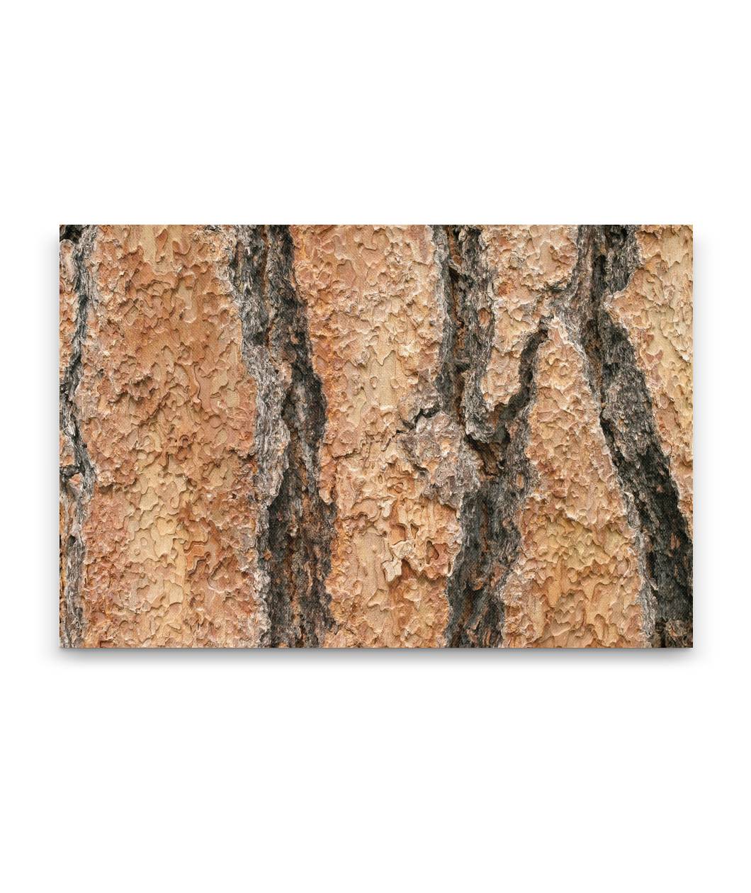 Ponderosa Pine Bark Closeup, LaPine State Park, Oregon