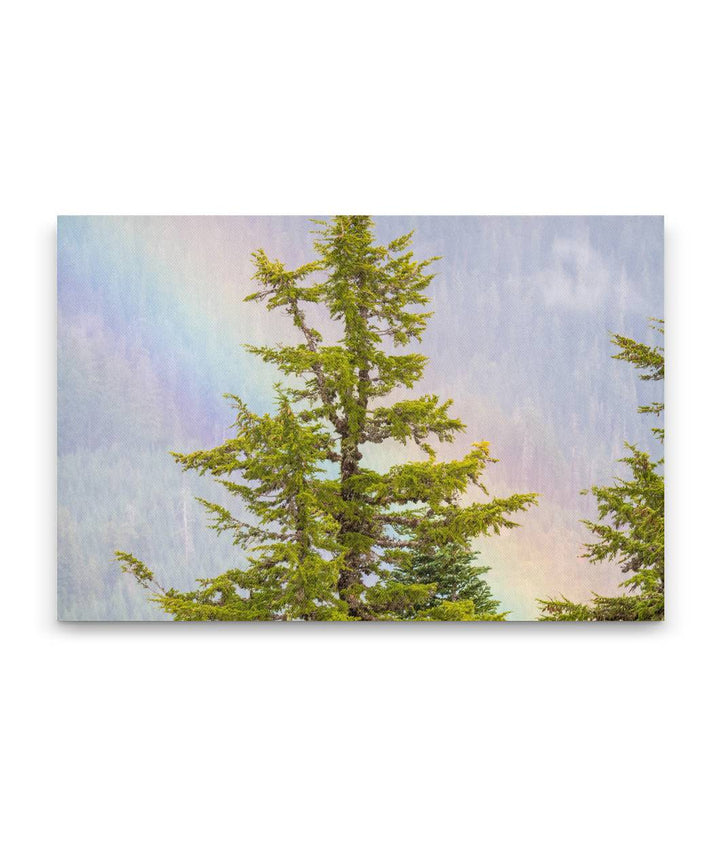 Rainbow and Mountain Hemlocks From Carpenter Mountain Fire Lookout, Willamette National Forest, Oregon, USA