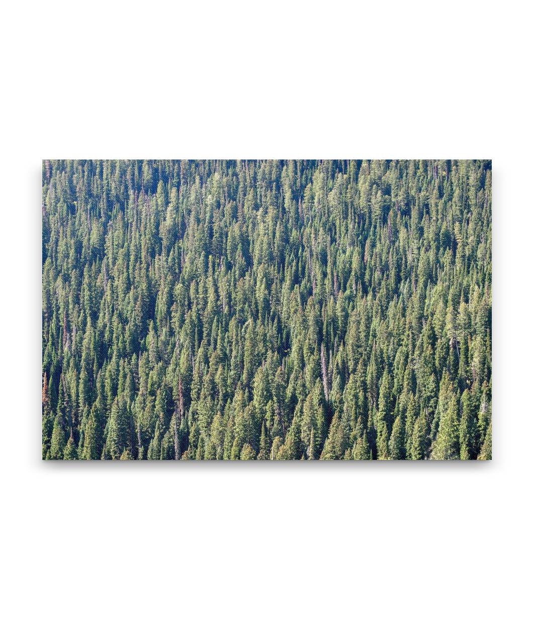 Forest Canopy, Targhee National Forest, Wyoming, USA