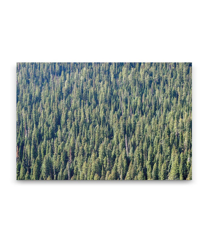 Forest Canopy, Targhee National Forest, Wyoming, USA