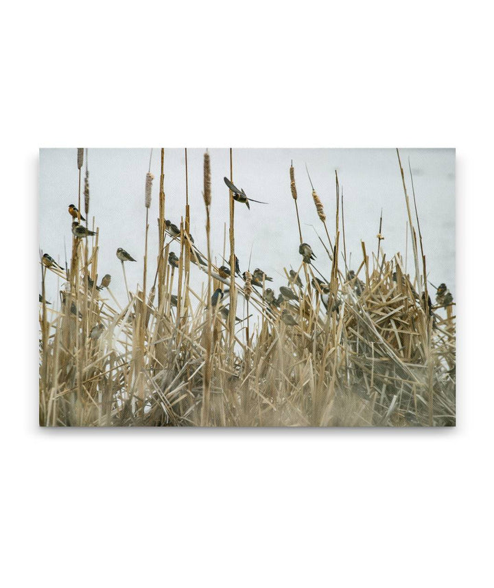 Cliff Swallows in Cattails, Tule Lake National Wildlife Refuge, California, USA
