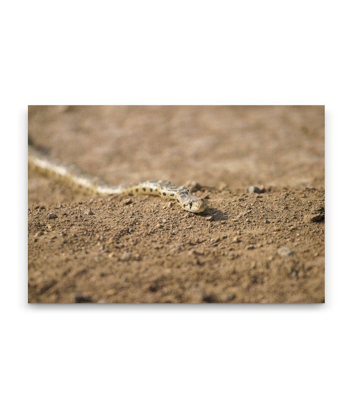 Gopher Snake, Eastern Oregon, USA