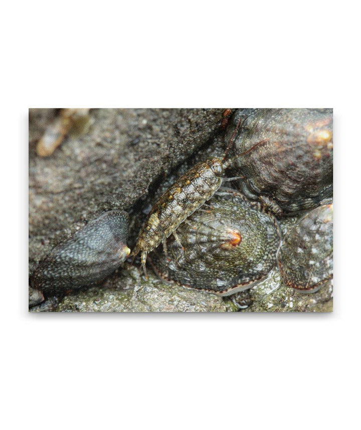 Common Rock Louse and Ribbed Limpet, Martin Creek Beach, Trinidad, California, USA