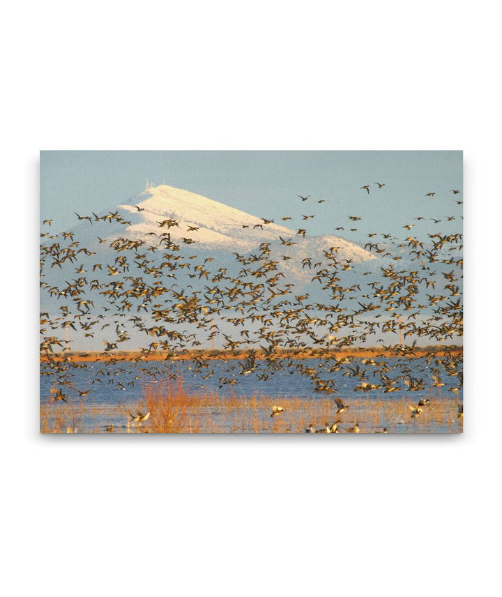 Flock of Geese in Flight, Tule lake National Wildlife Refuge, California, USA