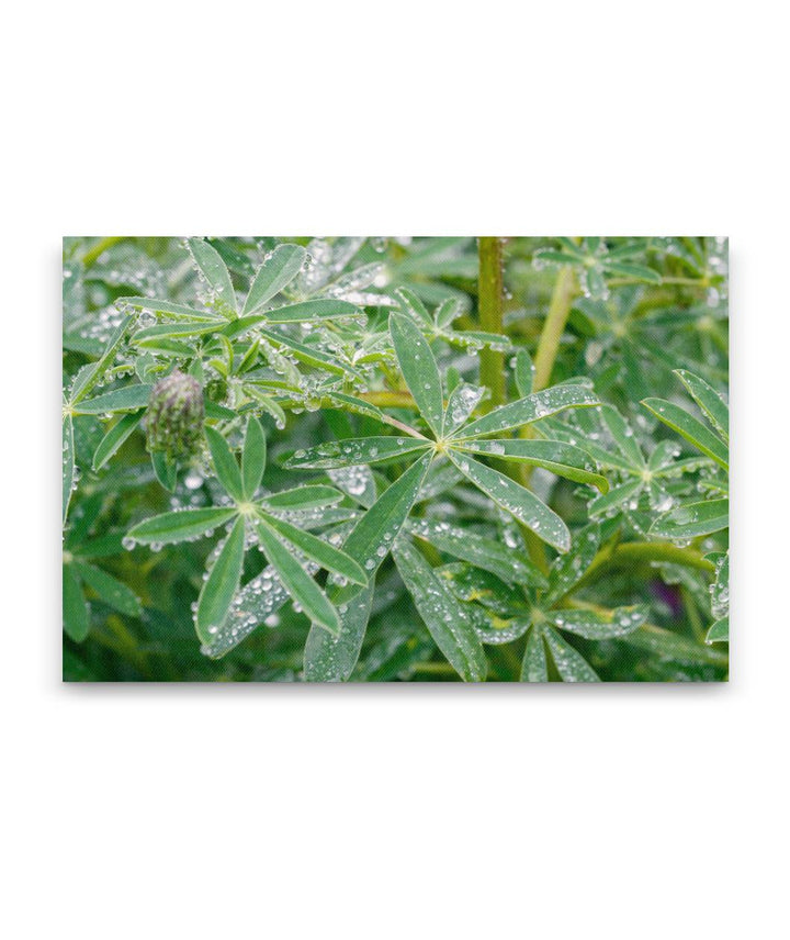 Whiteleaf Lupine Leaves, Redwood National Park, California, USA