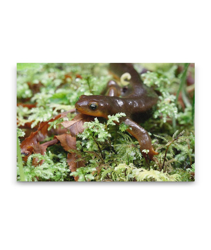 Rough-skinned Newt and moss, Sweet Creek Trail, Siuslaw National Forest, Oregon