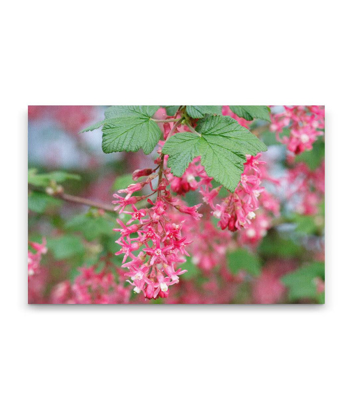 Red-flowering currant, Eugene, Oregon