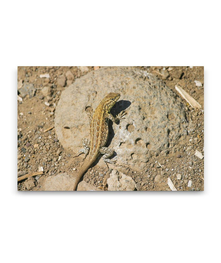 Lizard, East Anacapa Island, Channel Islands National Park, California