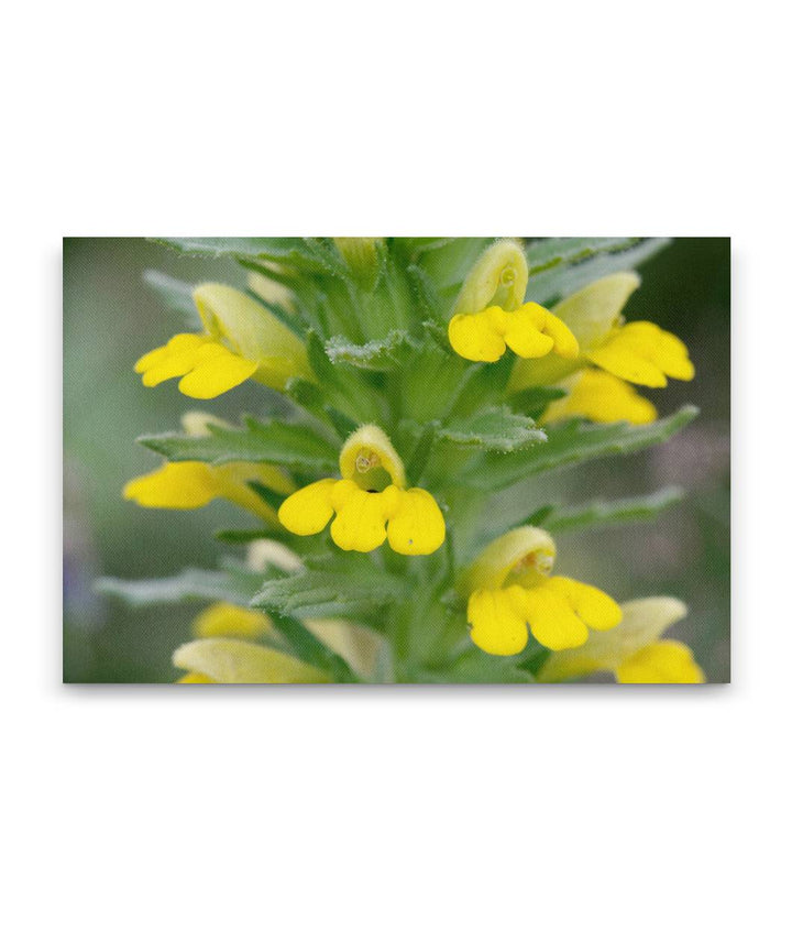 Yellow Glandweed, William L. FInley National Wildlife Refuge, Oregon, USA