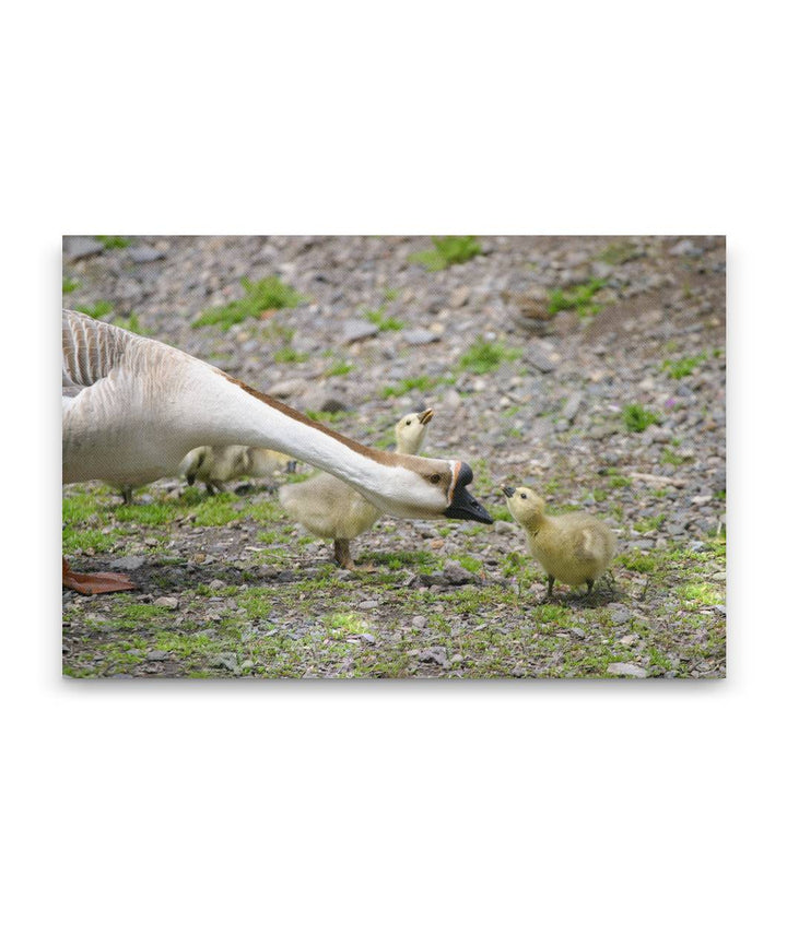 Goose and Gosling, Veterans Memorial Park, Klamath Falls, Oregon, USA