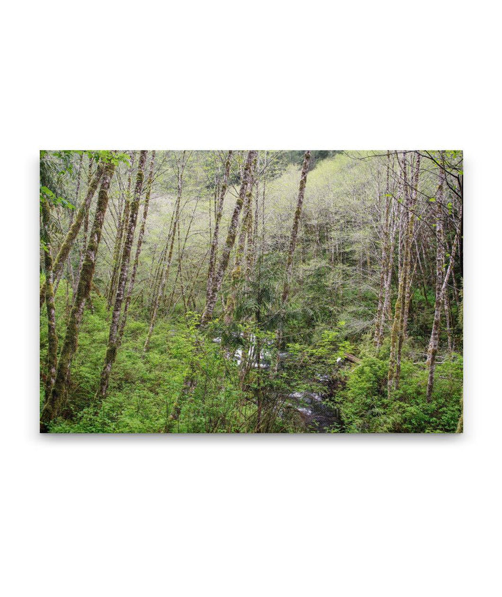 Red alder, Sweet Creek Trail, Siuslaw National Forest, Oregon, USA