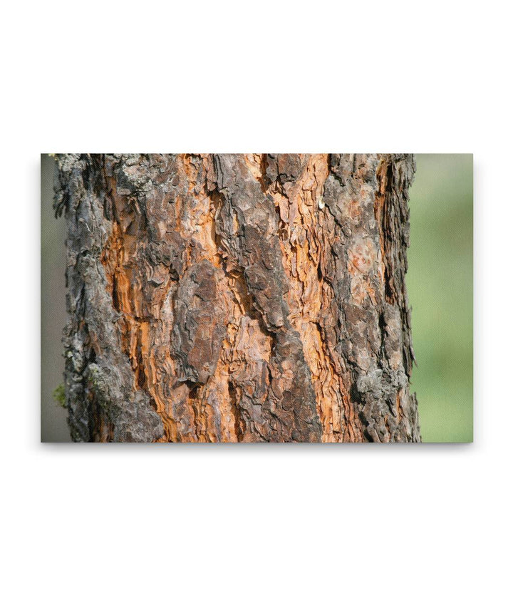 Ponderosa pine, Fort Spokane, Lake Roosevelt, Washington, USA