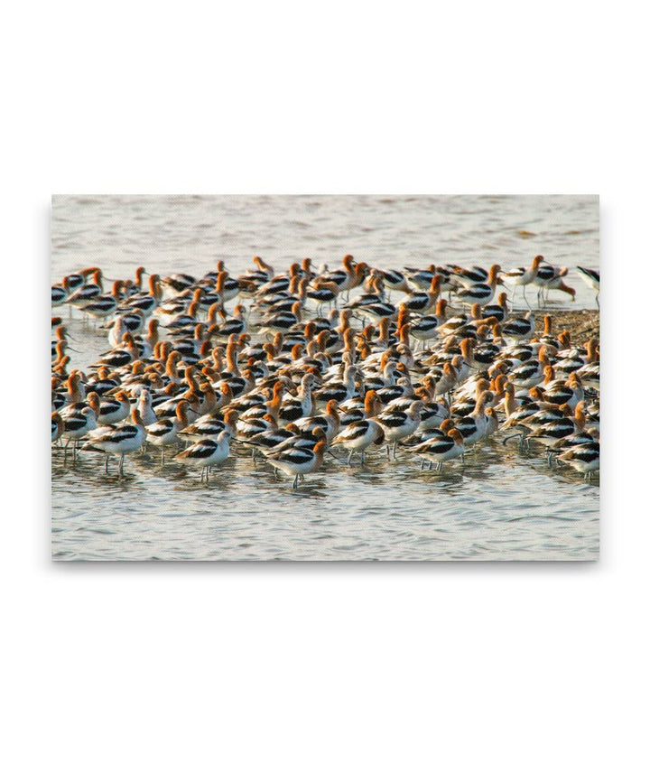 American Avocets flock, Don Nelson San Francisco Bay National Wildlife Refuge, California