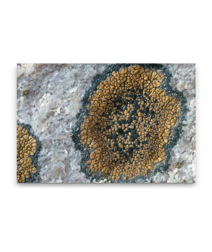 Rock Lichen, Great Basin National Park, Nevada, USA