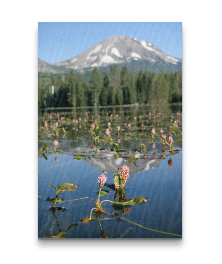 Water Smartweed, Manzanita Lake, Lassen Volcanic National Park, California, USA