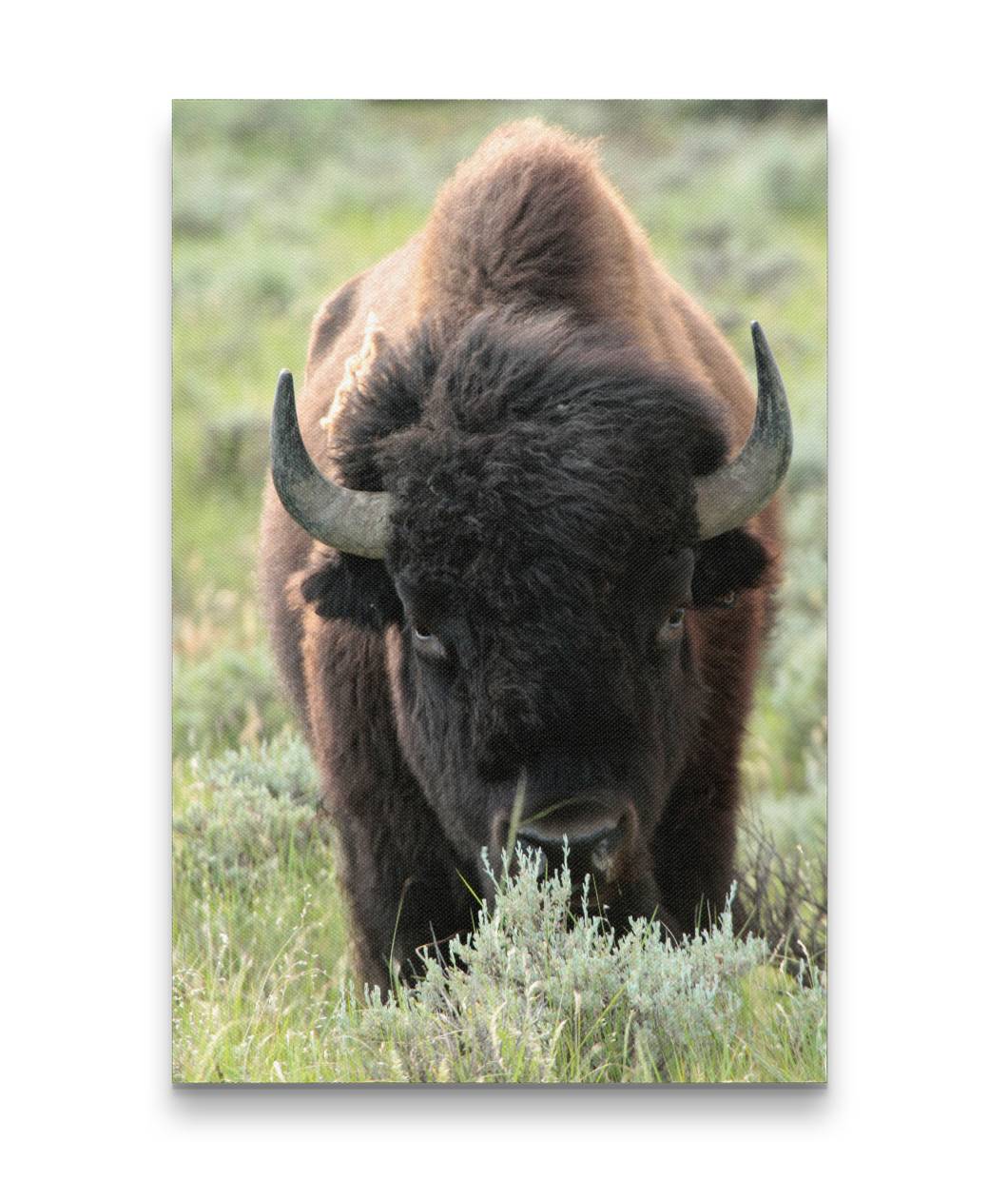 American Bison on Prairie, American Prairie Reserve, Montana