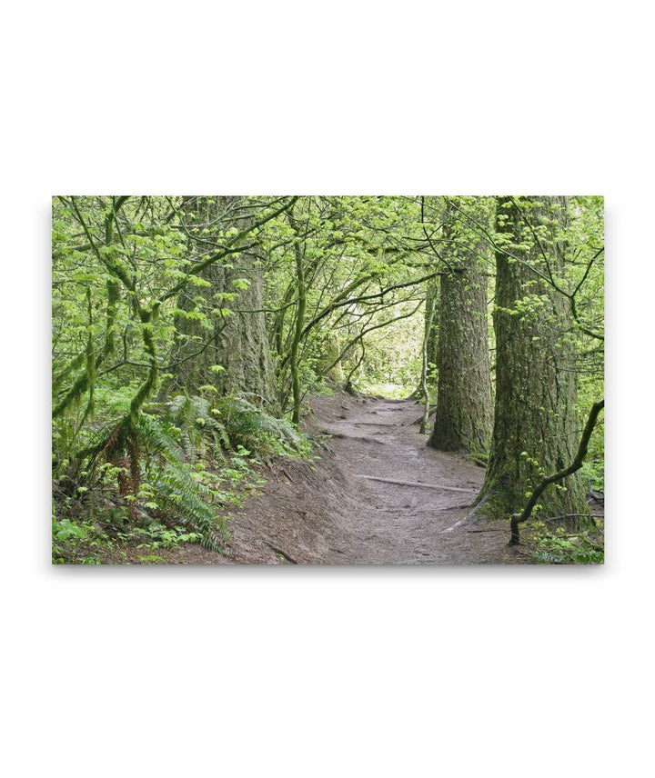 Spencer Butte Trail Through Forest, Eugene, Oregon