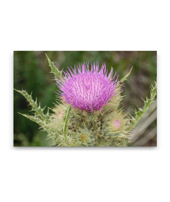 Steens Mountain Thistle, Steens Mountain, Oregon, USA