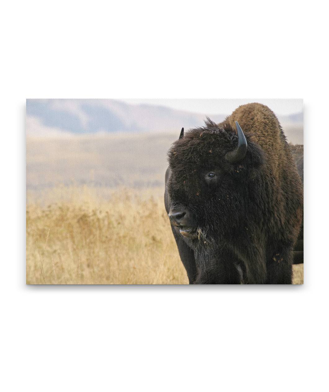 American Bison, National Bison Range, Montana