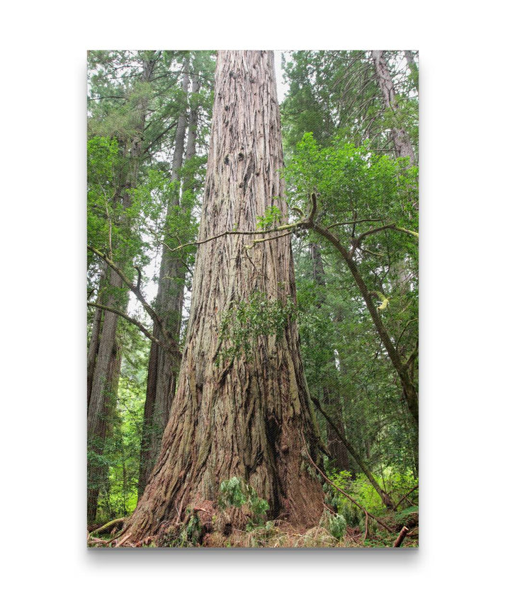 Tanoak and Coastal Redwood, Prairie Creek Redwoods State Park, California, USA