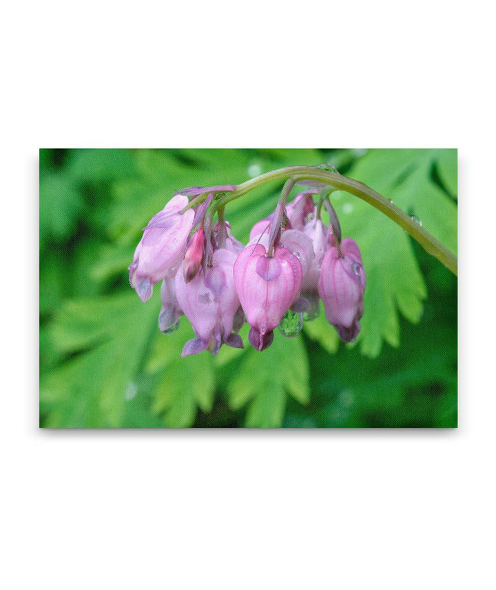 Pacific Bleeding Heart, Humboldt Redwoods State Park, California