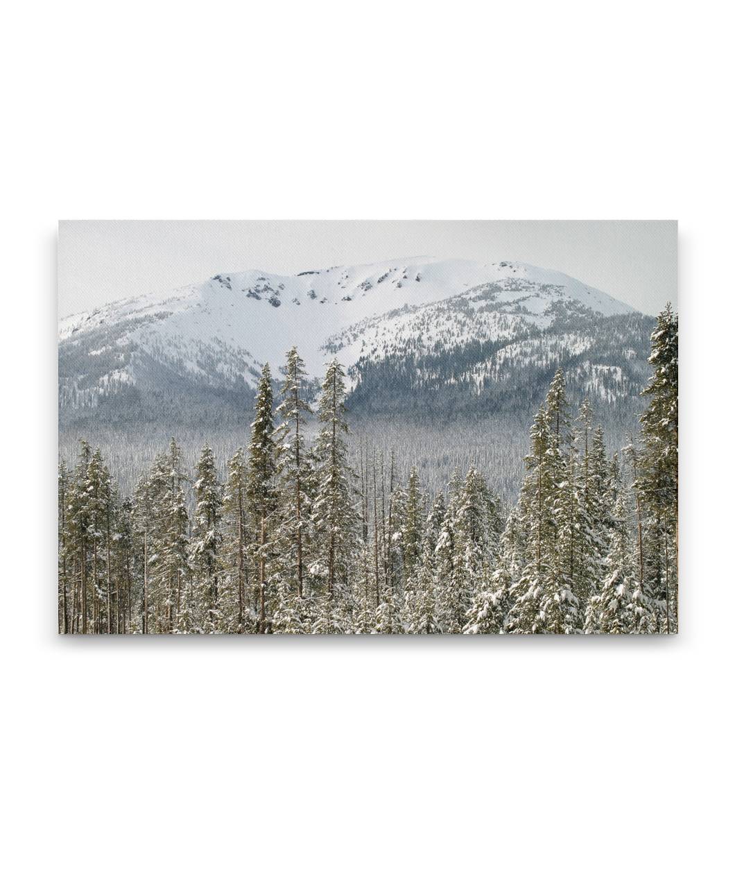 Mount Bailey and Evergreen Forest in Winter, Oregon
