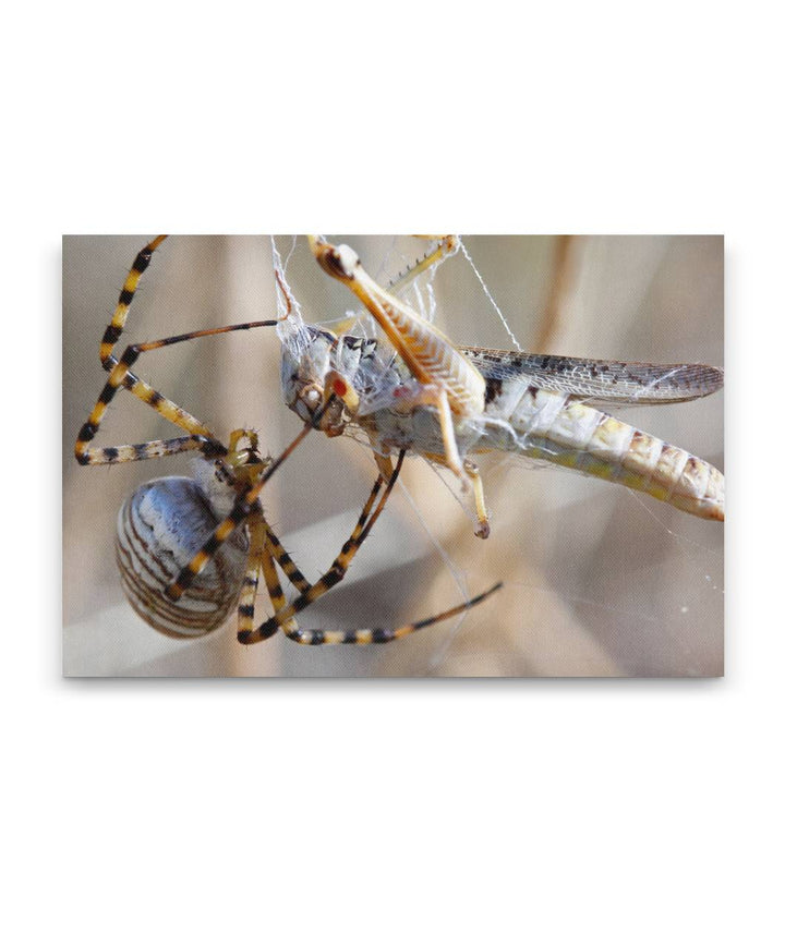 Spider and Grasshopper Prey, American Prairie Reserve, Montana