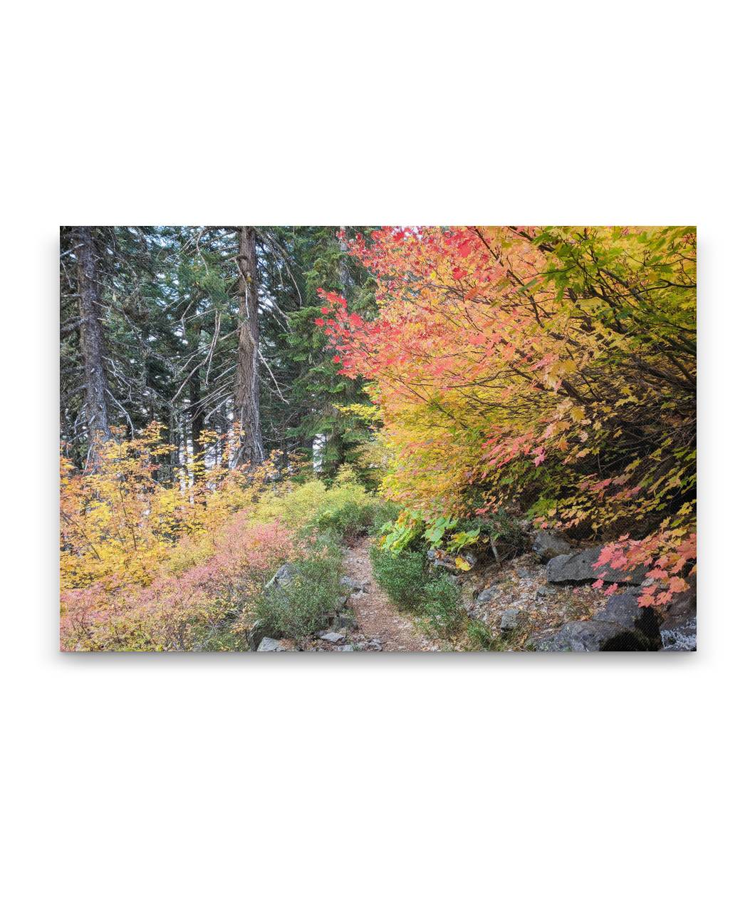 Vine Maple Autumn Color, Carpenter Mountain Trail, HJ Andrews Forest, Oregon, USA