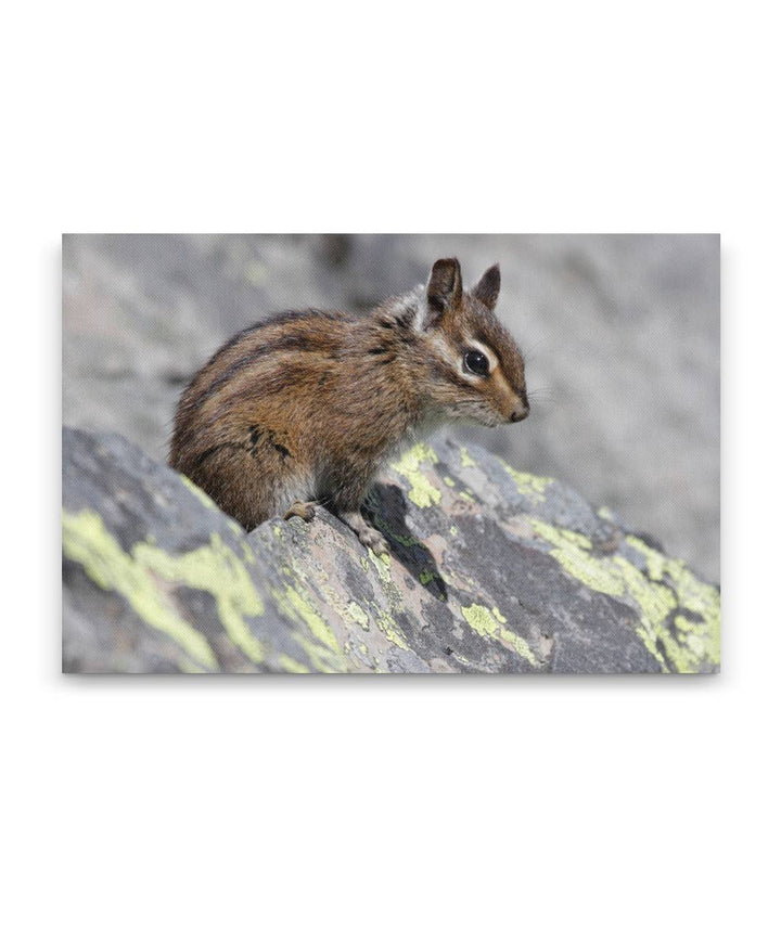 Townsend's Chipmunk, Carpenter Mountain, Willamette National Forest, Oregon