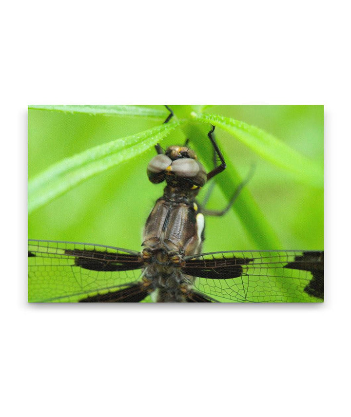 Whitetail Dragonfly, Pigeon Butte, William FInley National Wildlife Refuge, Oregon