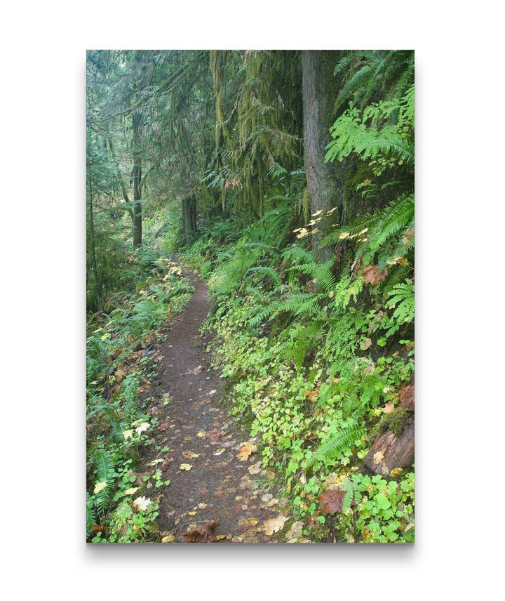 Fall Creek National Recreation Trail, Willamette National Forest, Oregon
