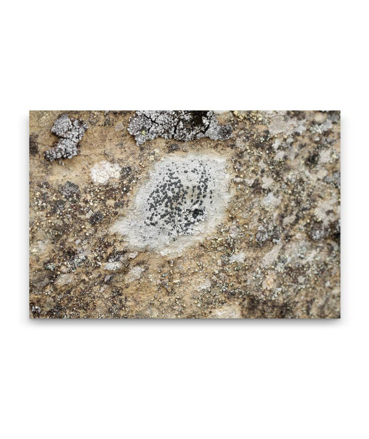 Rock Lichen, Carpenter Mountain, HJ Andrews Forest, Oregon, USA