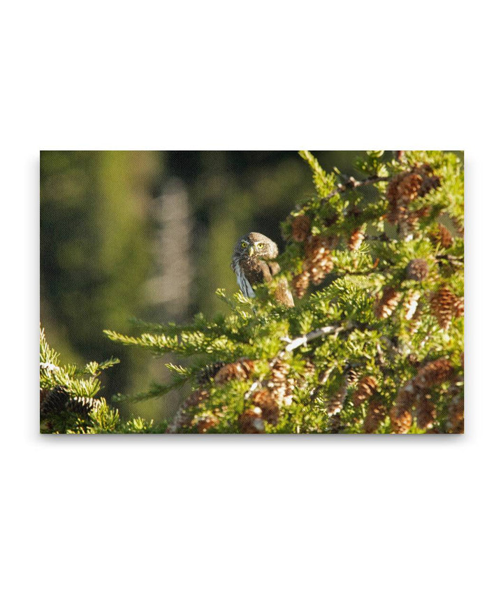 Northern pygmy owl in Mountain Hemlock, Carpenter Mountain, Oregon