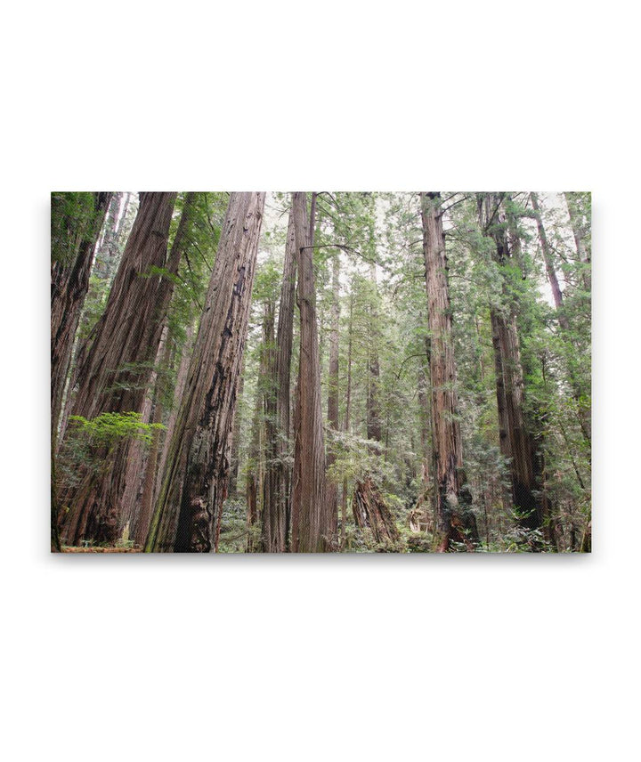 Coastal redwood forest, Prairie Creek Redwoods State Park, California