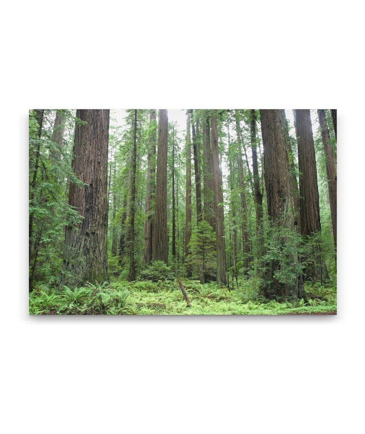 Coastal redwood forest, Humboldt Redwoods State Park, California