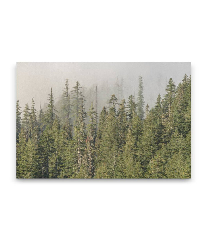 Forest and Mist, HJ Andrews Forest, Oregon