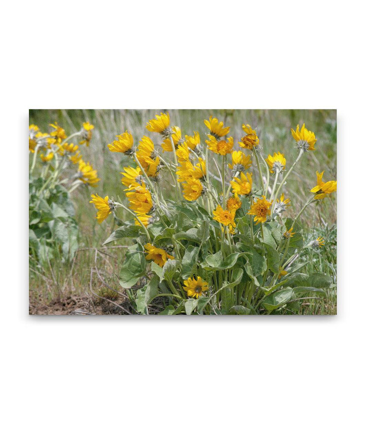 Arrowleaf Balsamroot Blowing In Wind, Steptoe Butte State Park, Washington