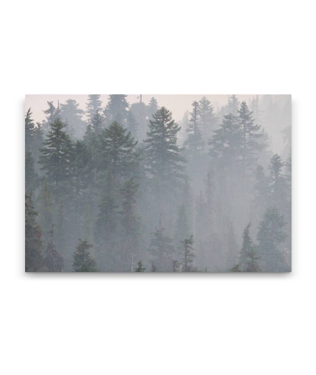 Forest and Wildfire Smoke, Willamette National Forest, Oregon