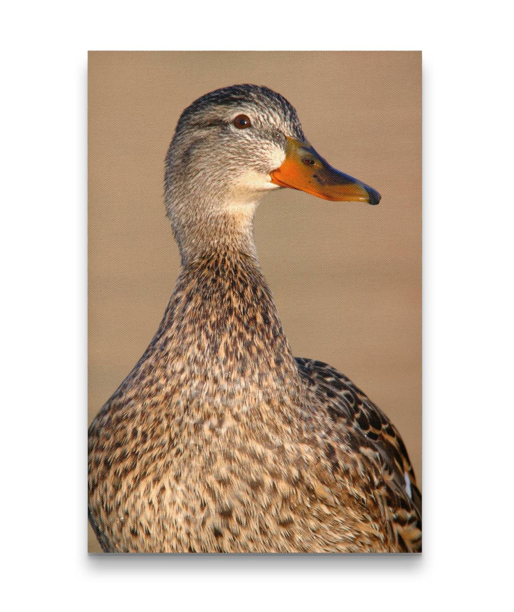 Northern Shoveler Duck Closeup, Tule Lake National Wildlife Refuge, California