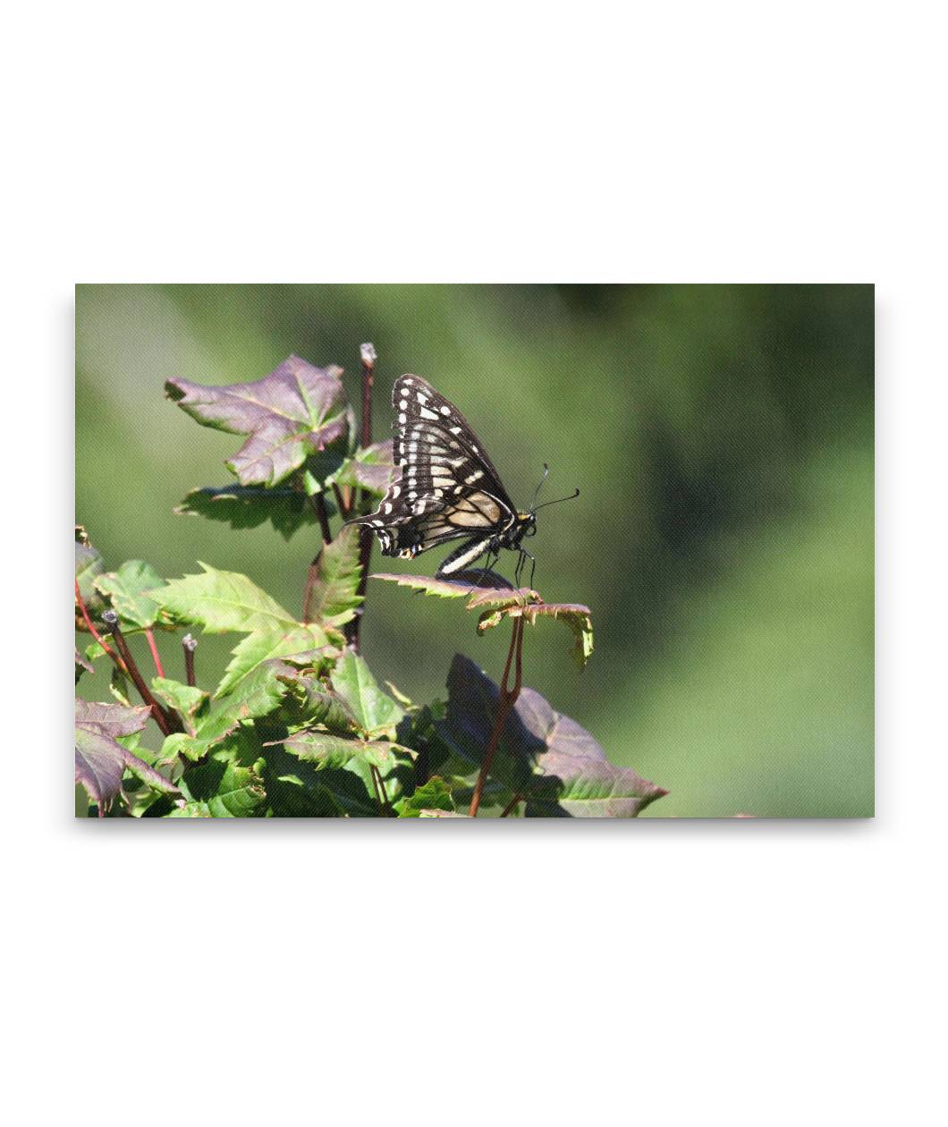 Swallowtail Butterfly on Vine Maple, Carpenter Mountain, HJ Andrews Forest, Oregon, USA