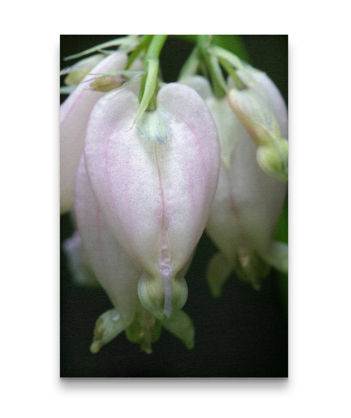 Pink-flowering Western bleeding heart, H.J. Andrews Experimental Forest, Oregon