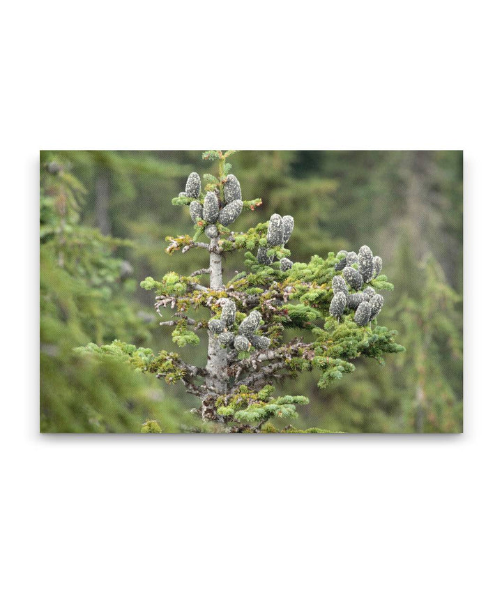 Pacific silver fir cones, Carpenter Mountain, Willamette National Forest, Oregon
