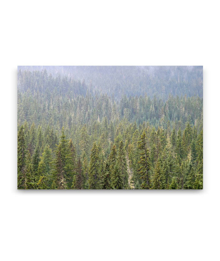 Forest and Mist, Diamond Peak Wilderness, Oregon