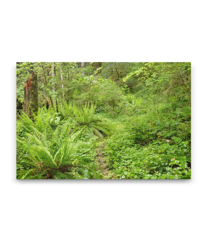 Old-Growth Forest, Reference Stand 2, H.J. Andrews Forest, Oregon