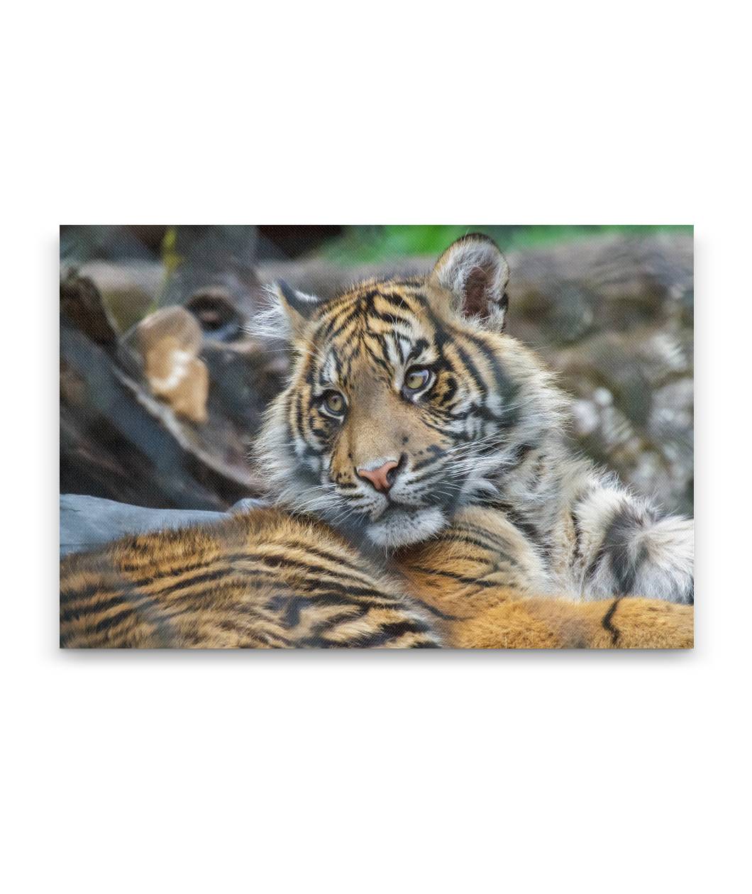 Sumatran Tiger, Wild Animal Park, Winston, Oregon, USA