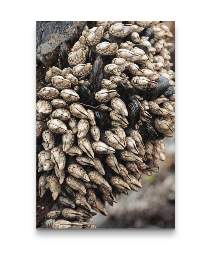 Gooseneck Barnacles, Martin Creek Beach, Trinidad, California, USA