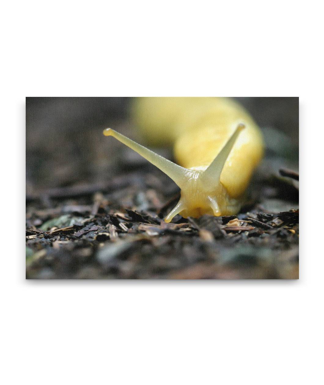 Banana Slug on Forest Floor, Prairie Creek Redwoods State Park, California